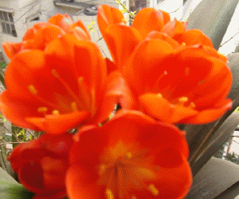 124014fa69zjpzjz611agg.jpg.gif